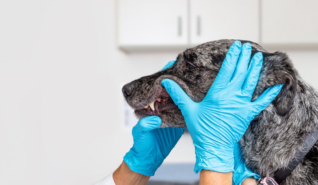 Veterinarian Checking Dogs Teeth